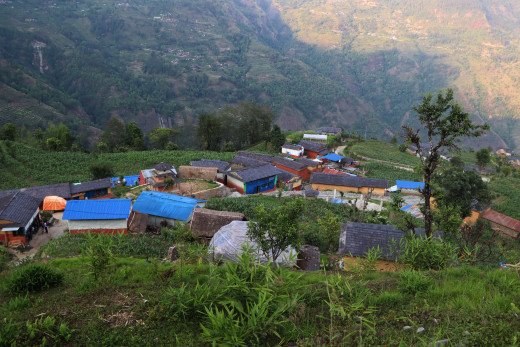‘विकास गाउँ पुग्यो, मान्छे बजार झरे’, खेतीयोग्य जमिन वनमाराले ढाकिन थाले